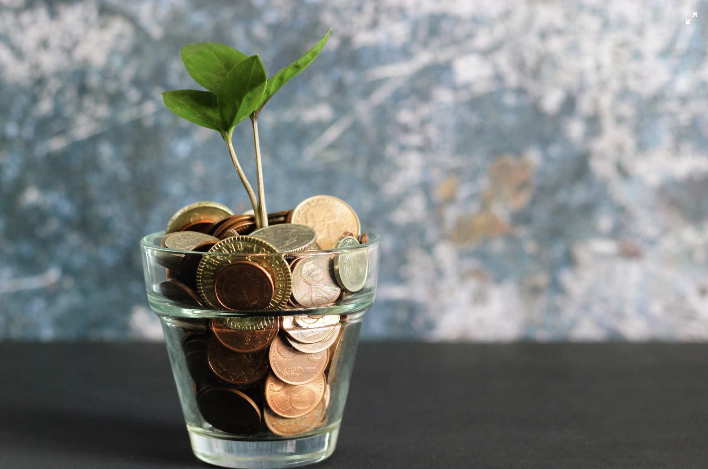 Money plant in cup of coins